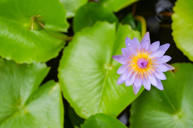 Lila Lotusblume geöffnet auf einem Teich mit gelber Mitte und grünem Blatt herum leaf