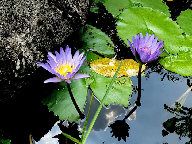 Lila Lotusblume mit der Reflexion von Wolken im blauen Himmel.