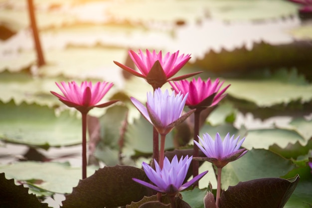 Lila Lotusblumen blühen bei Sonnenuntergang