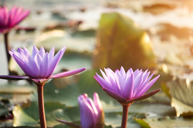 Lila Lotusblumen blühen bei Sonnenuntergang