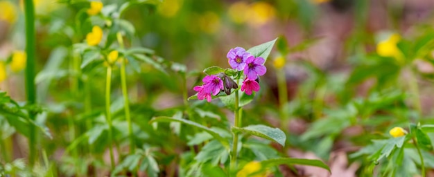 Lila Lungenkraut im Frühlingswald, Frühlingsblumen