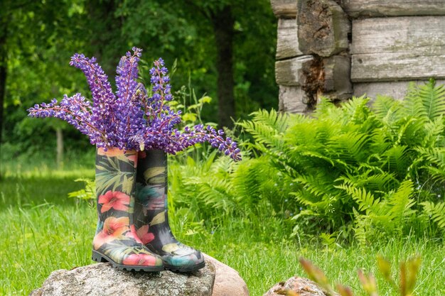 Foto lila lupinblumen in farbenfrohen regenstiefeln mit grünem farn im hintergrund