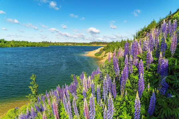 Foto lila lupine blüht an einem sonnigen tag am see