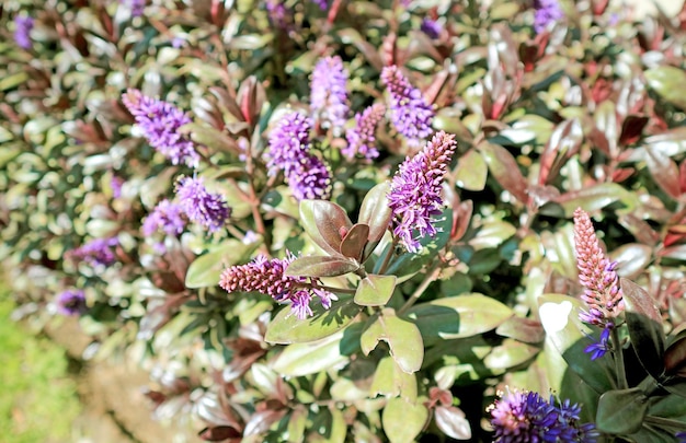 Lila Lupine Blumen blühen im Sonnenlicht