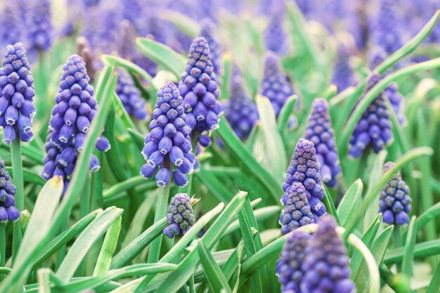 Lila Lupinenblüten blühen nach dem Winter Zarte Frühlingsblumen