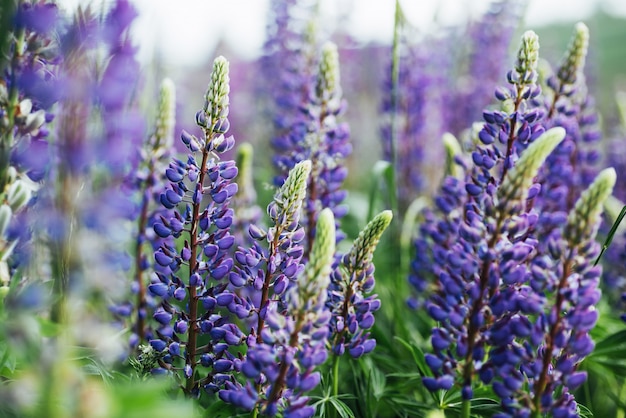 Lila Lupinenblüten im grünen Gras