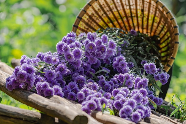 Lila Margaret Blumen mit Strauß Weidenkorb im Garten auf dem Land