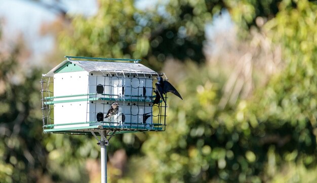 Lila-Martin-Vögel (Progne subis) fliegen und sitzen um ein Vogelhaus in Marco Island, Florida