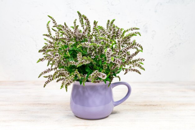 Lila Minzblüten mit grünen Blättern in einer lila Tasse auf weißem Holzhintergrund Hausgemachte Kräuter für Tee