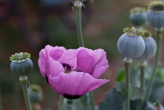 Foto lila mohnblumen