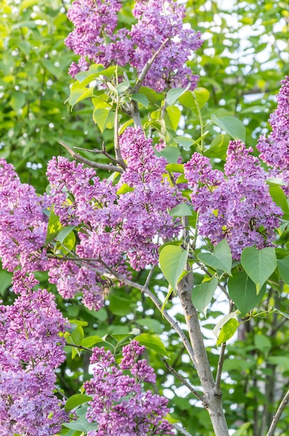 Lila morada en un árbol Fondo natural