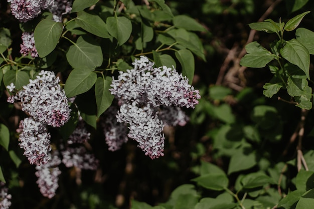 Lila morada en fondo de hoja verde