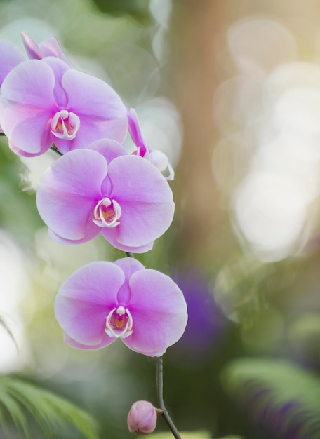 Lila Orchidee im Phalaenopsis Orchideengarten, verschwommener grüner Hintergrund, weicher Fokus, Porträtfoto