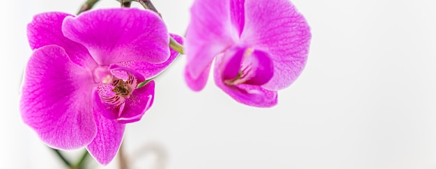 Lila Orchidee Phalaenopsis Blume auf weißem Hintergrund
