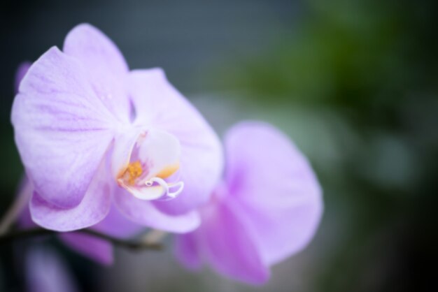 Lila Orchideen in einem wilden tropischen Wald. Schöne Frühlingsblumen mit weichem, fokussiertem grünem Hintergrund