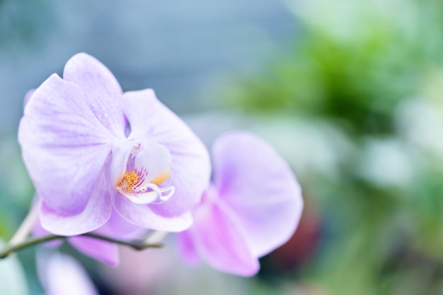 Lila Orchideen in einem wilden tropischen Wald. Schöne Frühlingsblumen mit weichem grünem Hintergrund