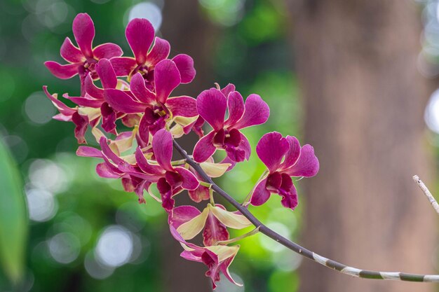 Lila Orchideenblüte im Orchideengarten im Winter Orchideenblüte für Postkartenschönheit und Landwirtschaftsdesign Schöne Orchideenblüte im Garten in voller Blüte auf dem Bauernhof auf grünem Naturunschärfehintergrund