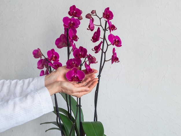 Lila Orchideenblüten in den Palmen Hausgartenorchideenzucht Kopieren Sie Platz