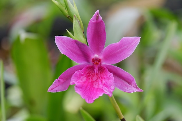 Lila Orchideenblume