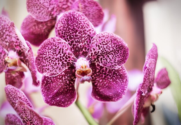 Lila Orchideenhintergrund