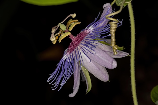 Lila Passionsblume der Gattung Passiflora