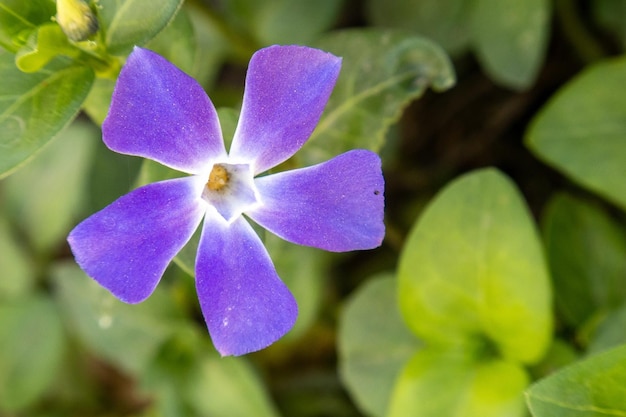 Lila Periwinkle Vinca minor im Garten