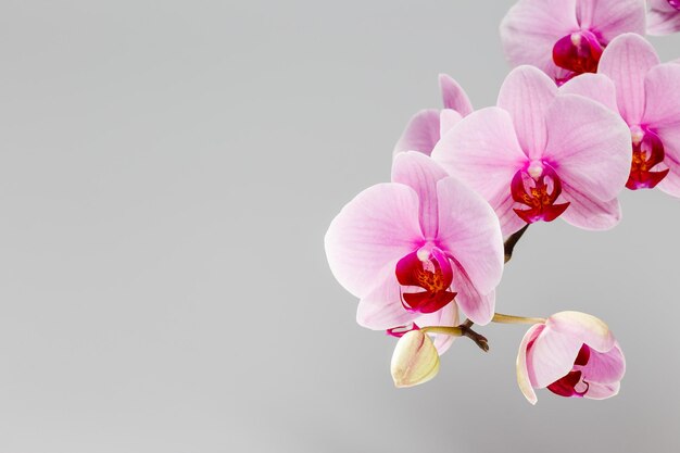 Lila Phalaenopsis-Orchideenblüte über dunkelgrau