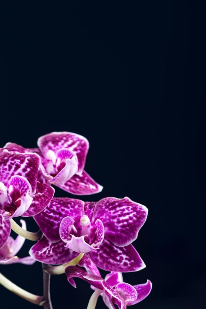 Lila Phalaenopsis-Orchideenpflanze