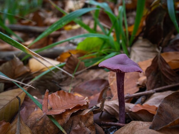 Lila Pilz im Herbstwald