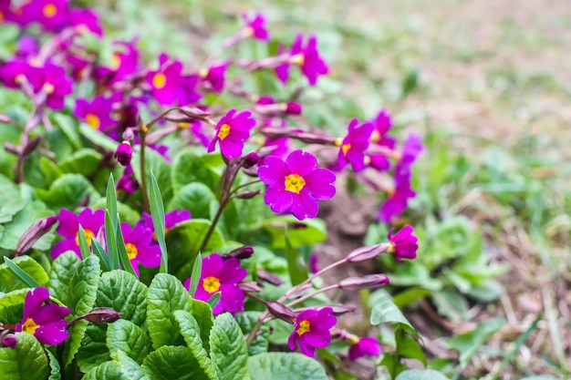 Lila Primelblüten in einem Frühlingspark