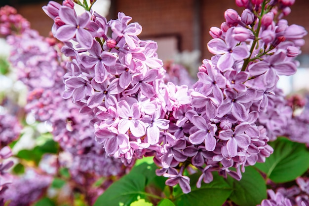 Lila. Púrpura . Ramo de lilas. Hermosas flores