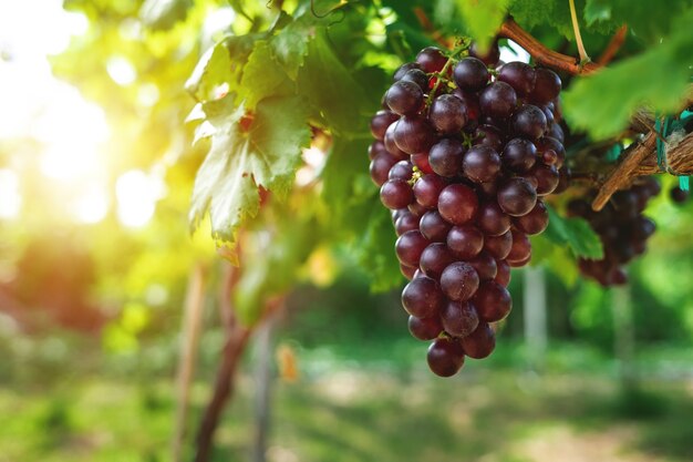 Lila reife Trauben im Weinberg