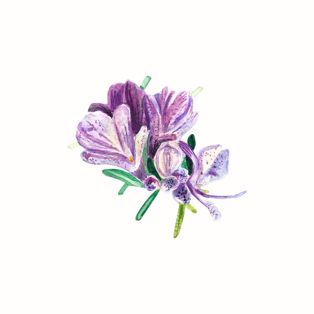 Lila Rosmarin-Blume auf weißem Hintergrund Isolierte Objekt-Aquarell-Illustration für Design