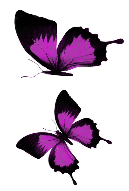 Lila Schmetterlinge isoliert auf weißem Hintergrund. Foto in hoher Qualität