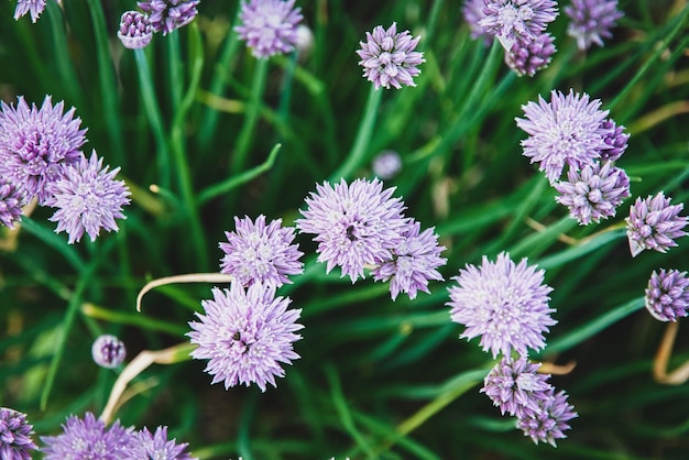 Lila Schnittlauch blüht Allium schoenoprasum in der Draufsicht des Gartens