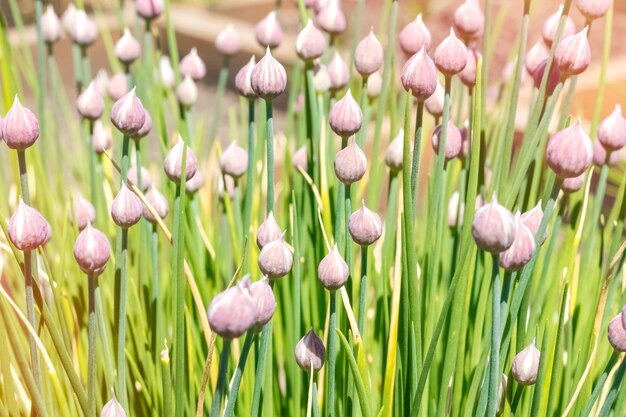 Lila Schnittlauch blüht bald, sonniger heller Tag. Rosa Zwiebelknospen wachsen im Frühlingsgarten