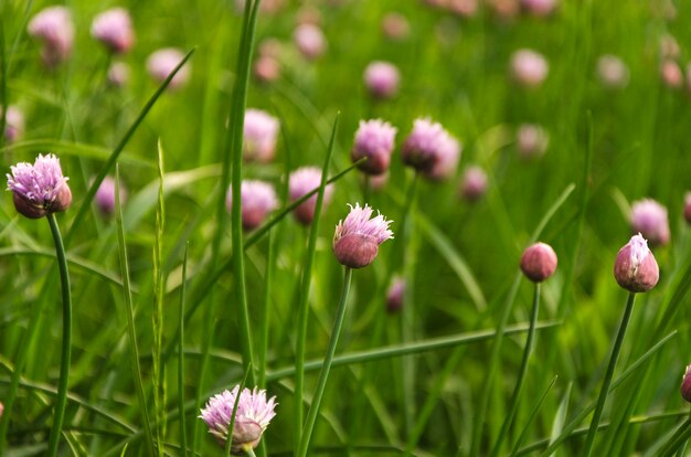 Lila Schnittlauchblumen im grünen Gras