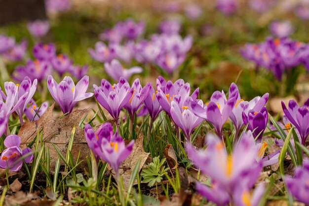 Lila schöne blühende Krokusse im Frühjahr vor dem Hintergrund des Grases