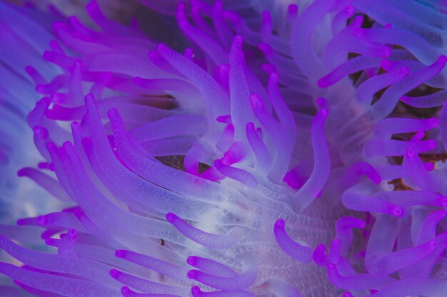 Lila Seeanemone