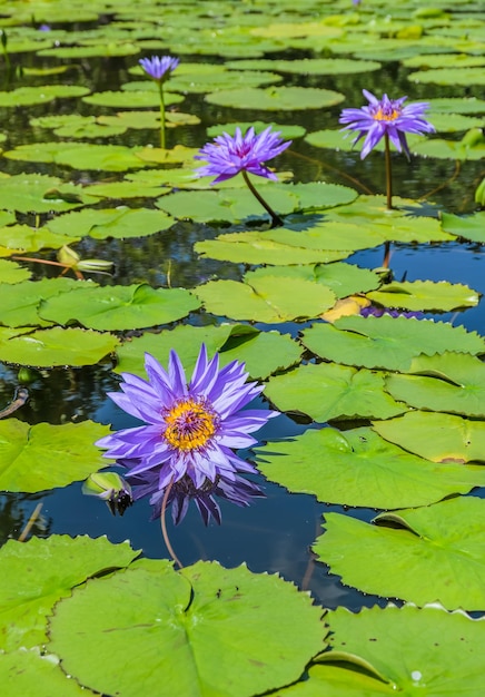 Lila Seerose Blume im Teich