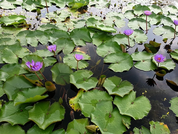 Lila Seerose Lotusblüte im Teich