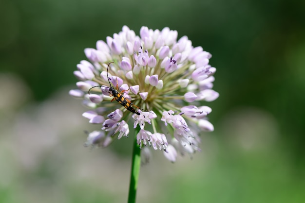 Lila Sommergartenblume