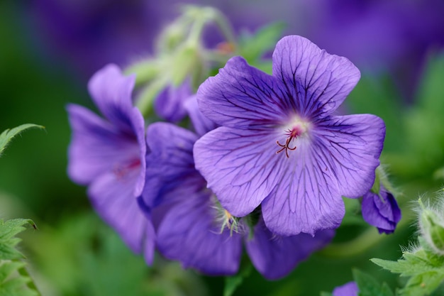 Lila Storchschnabel Geranium Blumen wachsen in einem Feld oder botanischen Garten an einem sonnigen Tag im Freien Nahaufnahme von Pflanzen mit lebhaften violetten Blütenblättern, die im Frühling in einer üppigen Umgebung blühen und blühen