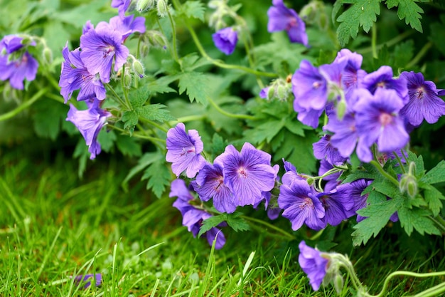 Lila Storchschnabel Geranium Blumen wachsen in einem Feld oder botanischen Garten an einem sonnigen Tag im Freien Schöne Pflanzen mit lebhaften violetten Blütenblättern, die im Frühling in einer üppigen Umgebung blühen und blühen