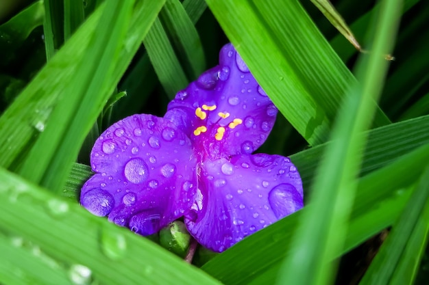 Lila Tradescantia blüht in einem Blumengarten. anbau von blumenkonzept