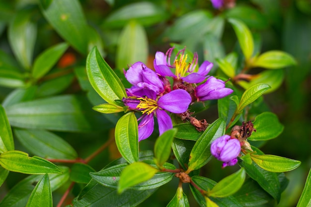 Lila tropische Blumen blühten auf einem grünen Busch Schöne wärmeliebende Pflanzen in der Natur