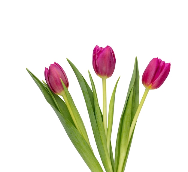 Lila Tulpe Blume auf weißem Hintergrund Liebe Internationaler Frauentag Muttertag und Happy Valentine Day Konzept