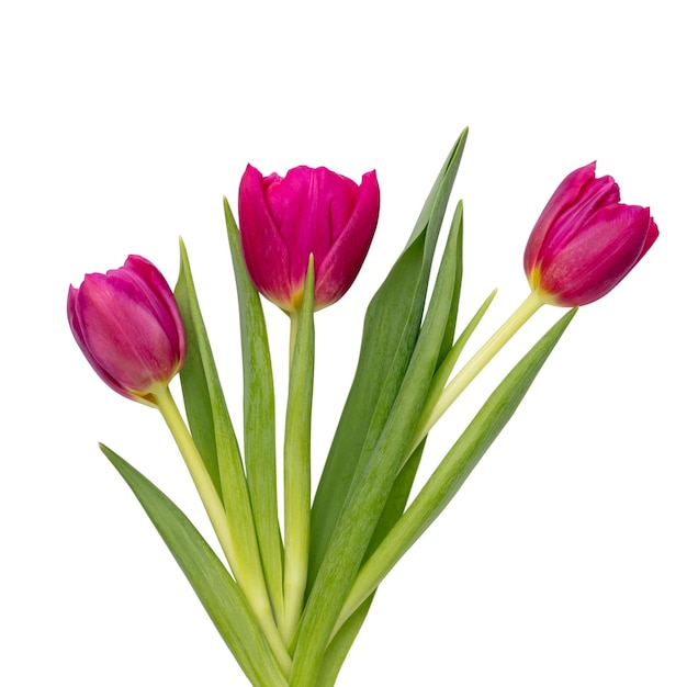 Lila Tulpe Blume auf weißem Hintergrund Liebe Internationaler Frauentag Muttertag und Happy Valentine Day Konzept