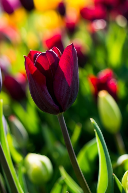 Lila Tulpe in der Natur im Frühjahr