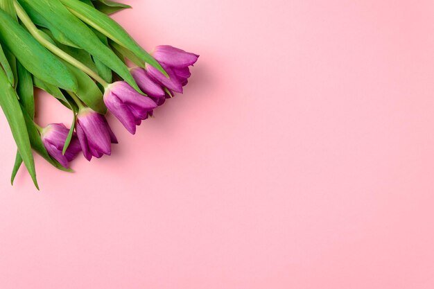 Lila Tulpen auf rosa Hintergrund Minimales Natur- und Frühlingskonzept Kopierraum Draufsicht